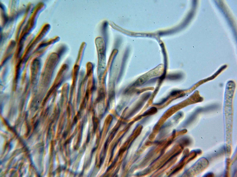 Calocera viscosa 10 - Himenio